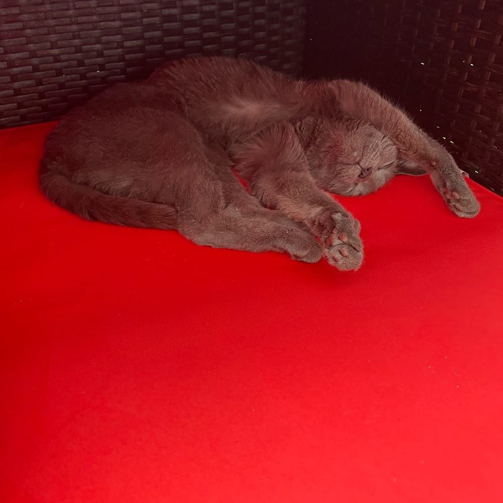 Meet your Posher, Mekhelina